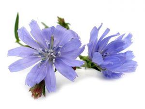 عرق کاسنی